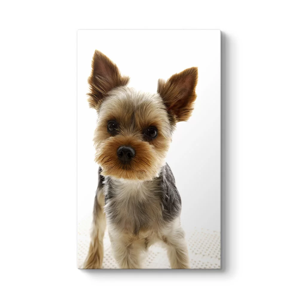 Yorkshire Köpek Tablosu - Model 35